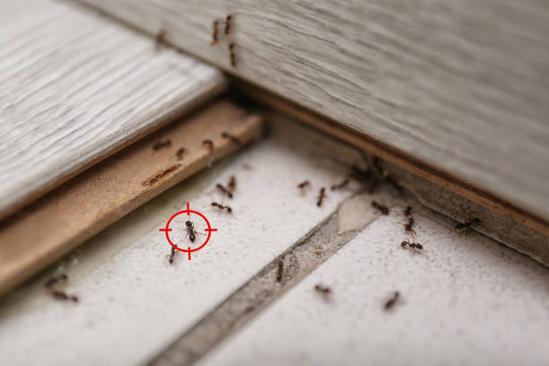 Trusted Smiths Station, AL Pest Control Experts
